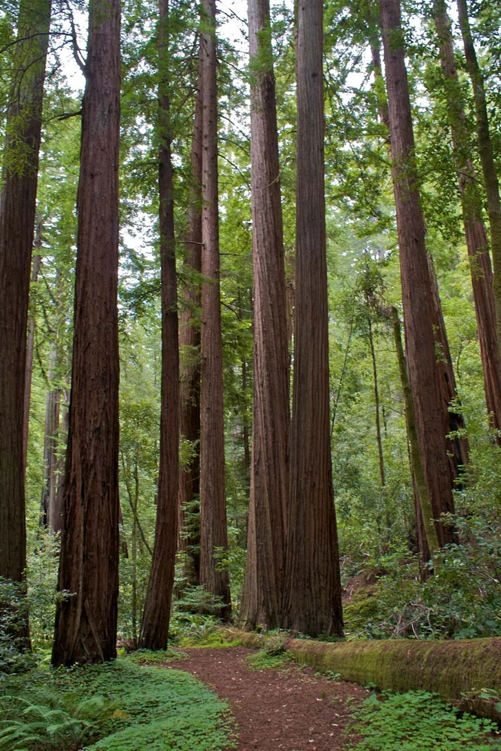 group of redwoods