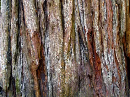 redwood bark closeup