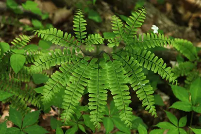 Northern Maidenhair Species