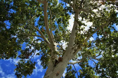 cottonwood canopy