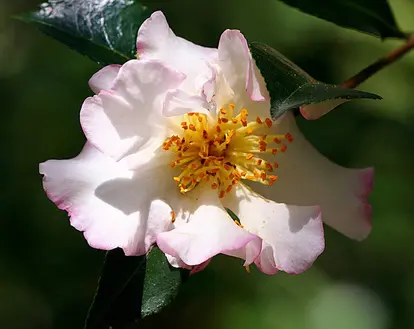 camellia blossom