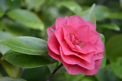 double flowered camellia