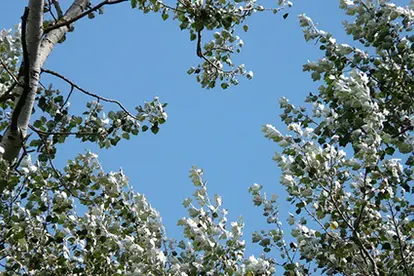 white poplar canopy