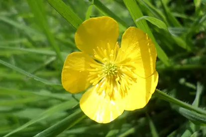 buttercup close up