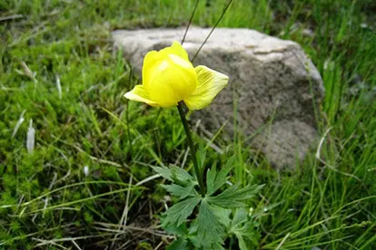 leaf and flower of buttercup weed