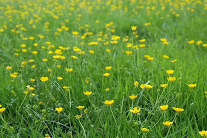 Buttercup Field