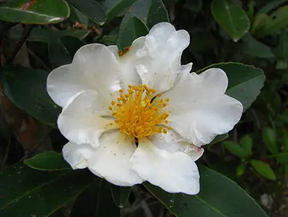 Gordonia axillaris (https://www.flickr.com/photos/stewartcc/3272422159/) / https://creativecommons.org/licenses/by-sa/2.0/