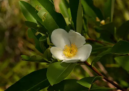 Loblolly bay (https://www.flickr.com/photos/pinellascounty/8295468342/) / https://creativecommons.org/licenses/by/2.0/