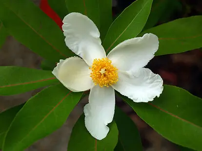 Mountain Gordlinia https://www.flickr.com/photos/7400893@N04/536347328/