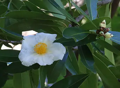 Gordonia axillaris (https://www.flickr.com/photos/learnscope/8708392861/) / https://creativecommons.org/licenses/by-sa/2.0/