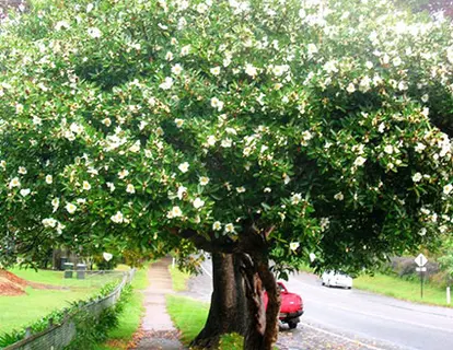 Gordonia Tree http://gardenezi.com/2013/11/