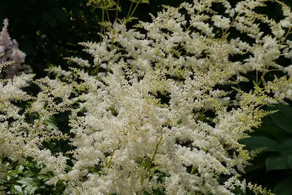 white astilbe flower