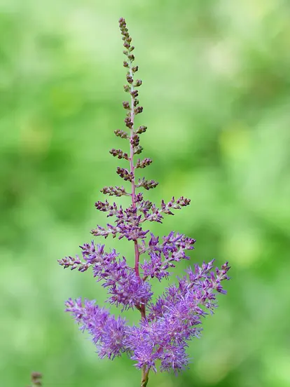 purple astilbe