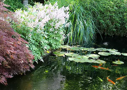 Astilbe growing on koi pond edge