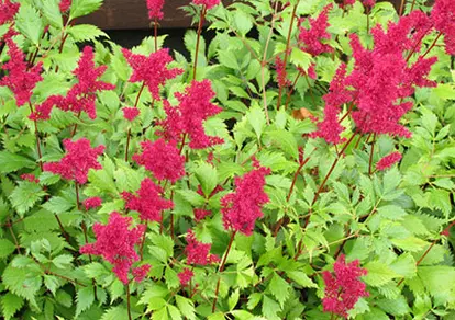 Astilbe closeup