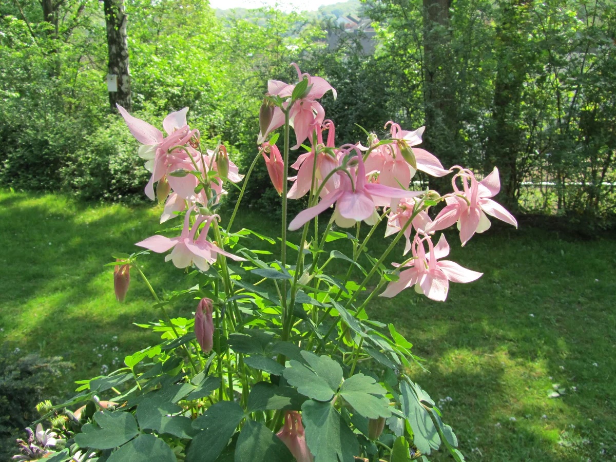 columbine in shade garden