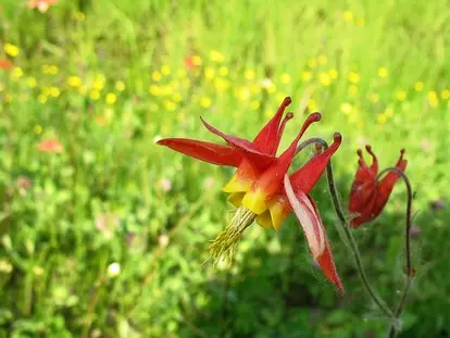 columbine in wildflower planting
