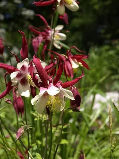 red and white aquilegia