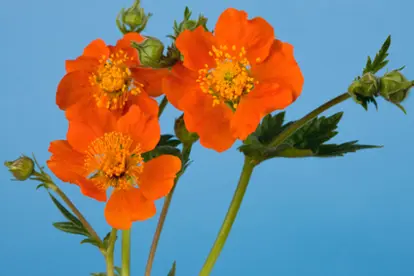 Orange Geum