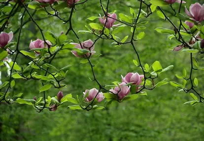 magnolia flowers