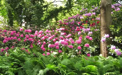 rhododendron planting