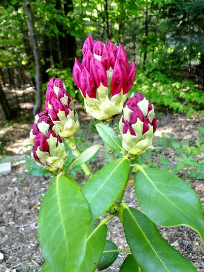 red rhodie cultivar