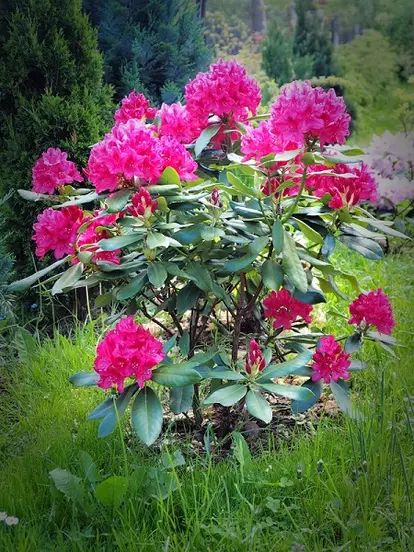 red rhodie