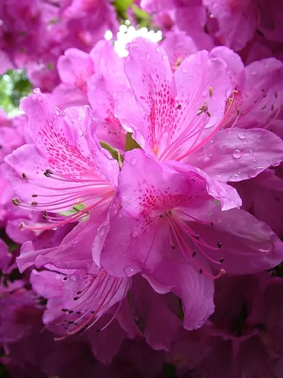 pink rhodie