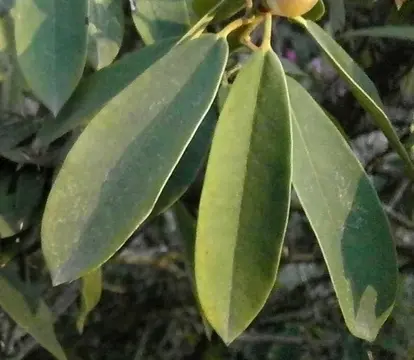 rhodie foliage