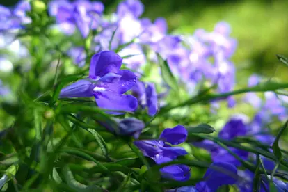 lobelia flower