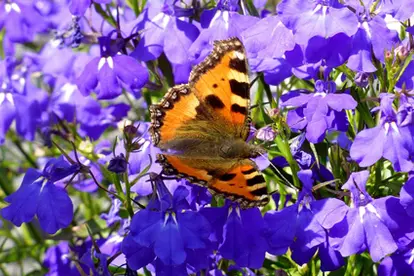 purple lobelia with butterfly