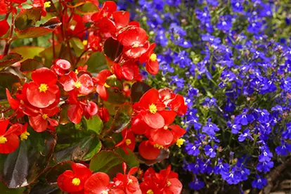 lobelia with begonia
