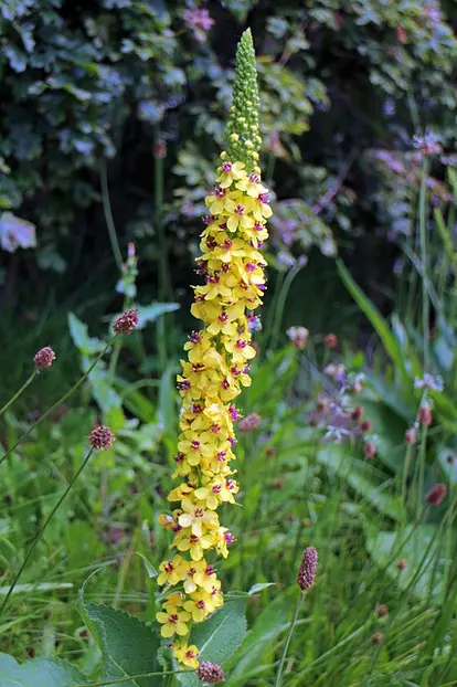 mullein in meadow