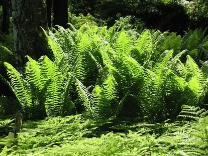 ostrich fern glade