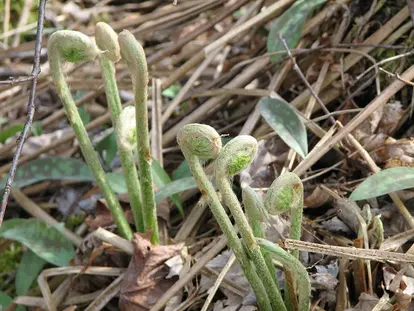 emerging fern fronds