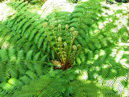 ostrich fern
