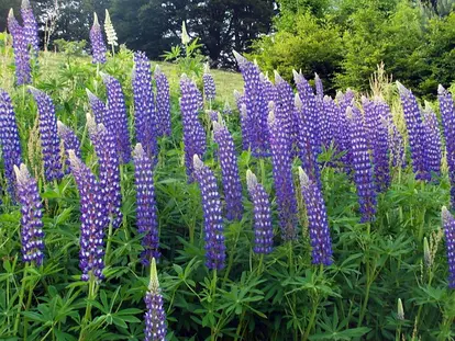 stand of lupine