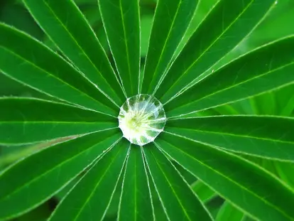 lupine leaf with water