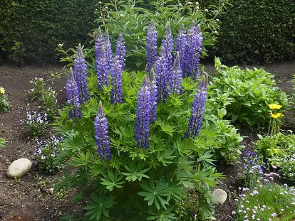 lupine in garden bed