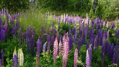 lupine wildflower meadow