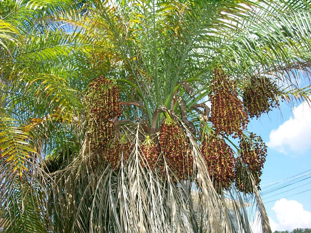 Pygmy date palm fruit - "Phoenixroebeleniifruit" by Mmcknight4 - Own work. Licensed under Public domain via Wikimedia Commons - http://commons.wikimedia.org/wiki/File:Phoenixroebeleniifruit.JPG#mediaviewer/File:Phoenixroebeleniifruit.JPG