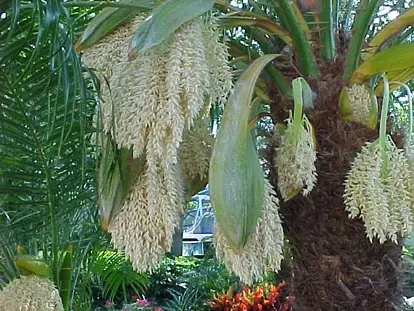 pygmy date palm flowers