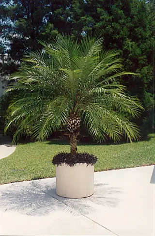 Potted pygmy date palm - Image courtesy of www.goldengatepalms.com