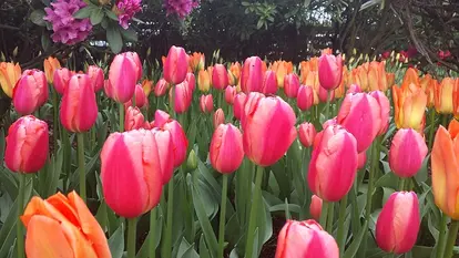 multi-colored tulips