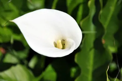 calla lily