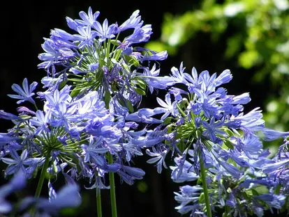 blue agapanthus