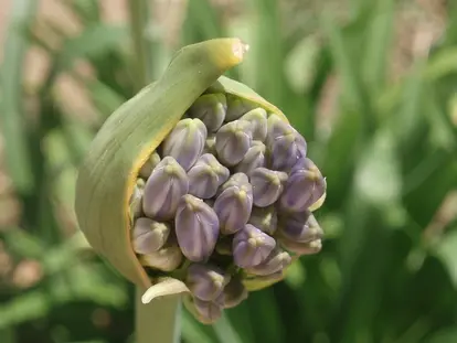 unopened agapanthus buds