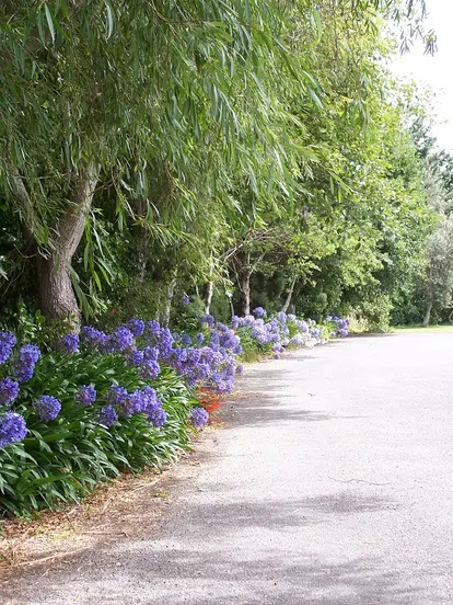agapanthus along driveway