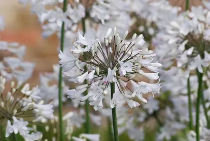 white agapanthus