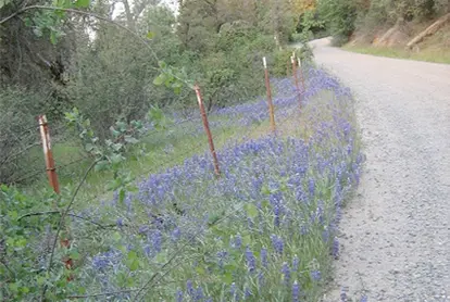 annual lupine